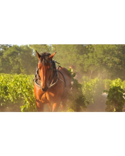 Bordeaux châteaux incoming! event image shot