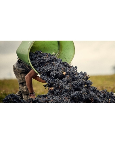 Attention Joburg – Bordeaux winemakers incoming! event image shot